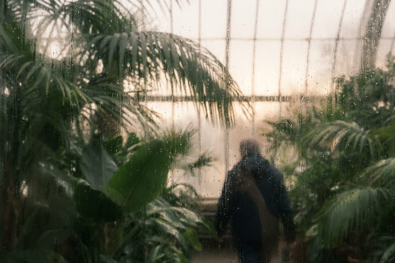 Tropengrün und Palmwedel hinter beschlagenen Glasscheiben eines Schauhauses im Palmengarten, weiches Regenlicht von außen.