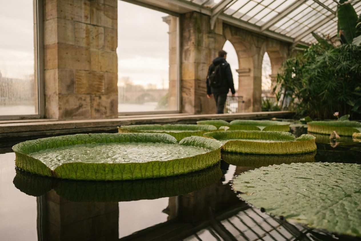 Große Seerosenblätter auf dunklem Wasser in einem tropischen Schauhaus, feuchte Luft und weiches Licht